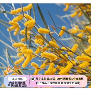 【种子】多年生   金合欢树   窄叶 果酱金合欢   5粒