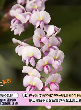 疯狂的小羊哈登柏豆粉色5粒