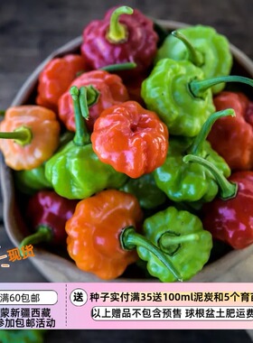 【种子】传家宝老品种 甜椒有点微辣  甜甜的红帽子 5粒