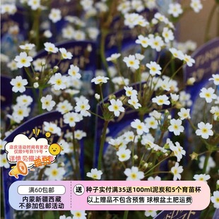 【种子】多年生 报春花科   雪山点地梅  星尘   10粒