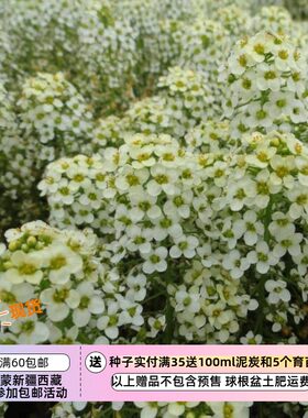 香雪球阿佛洛狄忒浅柠檬