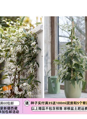 【种子】多年生 盆栽小灌木 哈登柏豆 白色珊瑚豆 5粒
