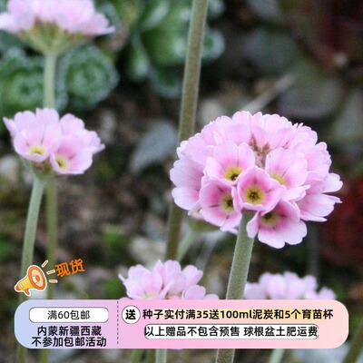 报春花科阿尔巴纳点地梅