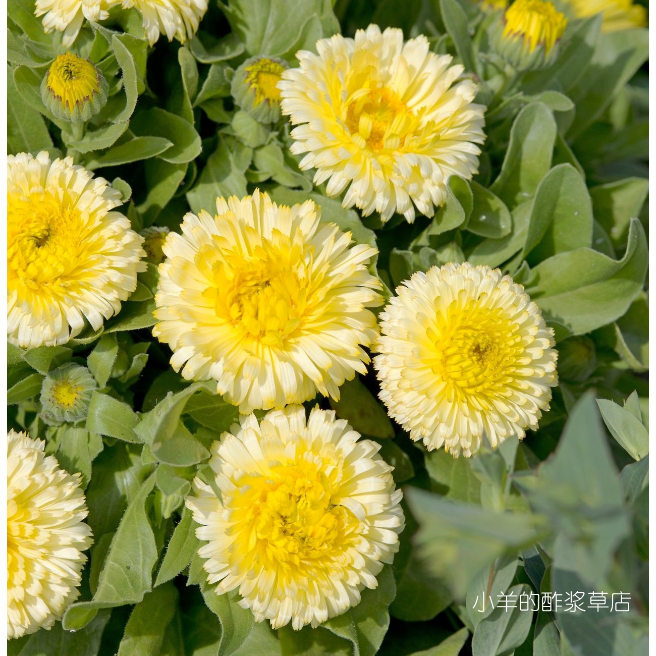 疯狂的小羊重瓣金盏菊柠檬