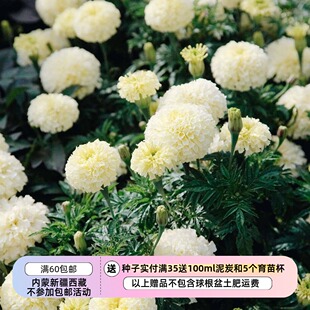 【种子】一年生 夏季耐热 万寿菊 乞力马扎罗 香草奶白色 10粒