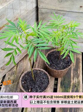 【种子】融合罗勒薄荷柑橘的香气 安第斯万寿菊 秘鲁香料  10粒