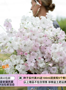 疯狂的小羊海洋珍珠浅粉色