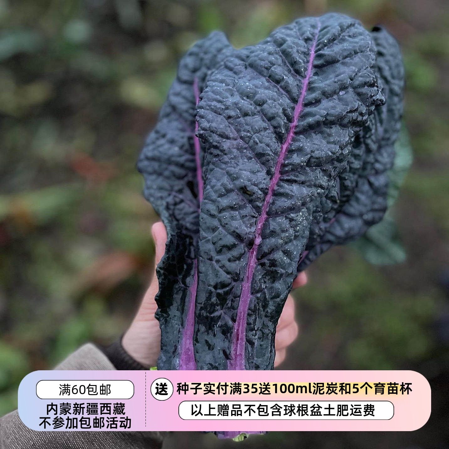 【种子】 羽衣甘蓝 蓝绿色紫茎  耀眼的蓝色 10粒,鲜花速递/花卉仿真/绿植园艺,家庭园艺种子,淘宝优惠券,粉丝福利购,淘宝优惠卷