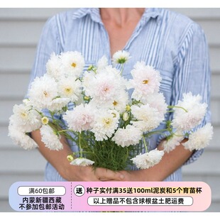 【种子】进口种子   耐热植物 重瓣波斯菊 雪芙 10粒