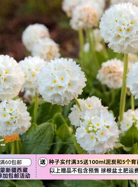 樱草球花报春雪球种子