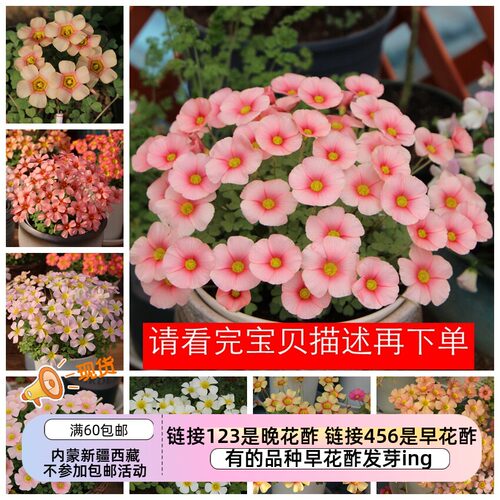 疯狂的小羊秋植酢浆草花期长