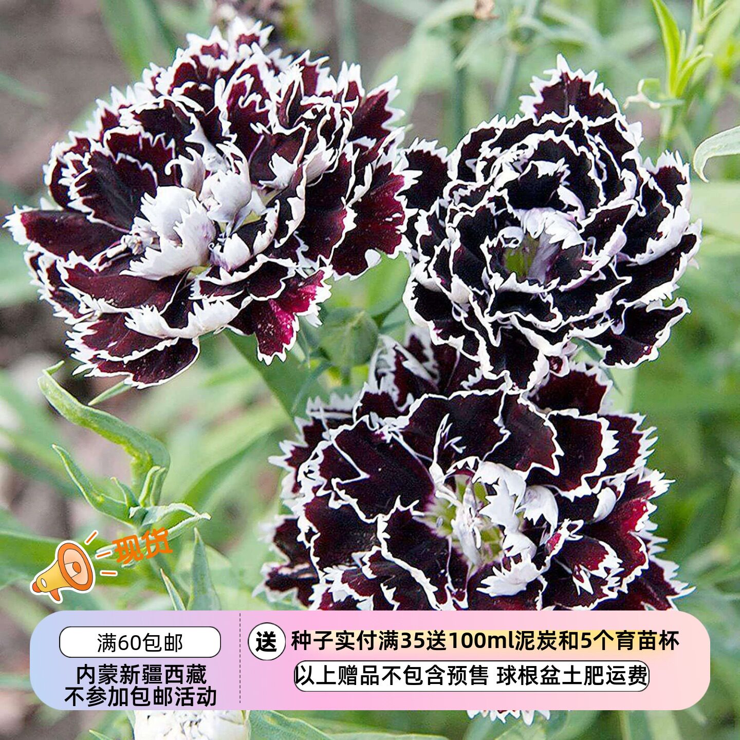 疯狂的小羊康乃馨黑白游吟诗人图片