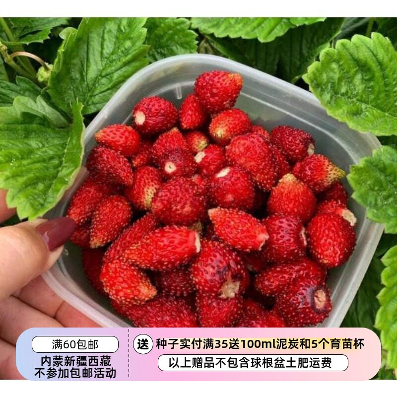 【种子】多年生  盆栽型  甜蜜芳香  高山草莓 男爵 10粒