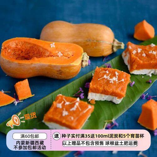 【种子】迷你南瓜 食用/装饰  甘甜香糯坚果风味 蜜糖宝贝 F1 3粒 - 封面