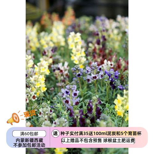 种子玄参科姬金鱼草霓虹灯