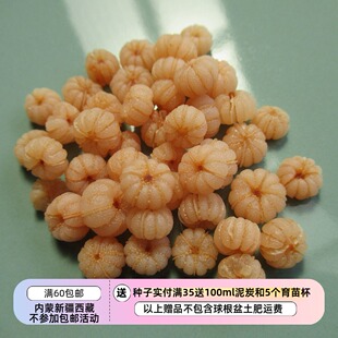 【种子】多年生 杜鹃花科 小浆果 岩梨 5粒