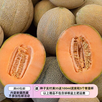 果实果肉呈橙色，甜美，