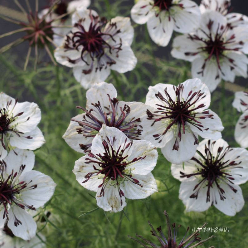 【种子】一年生 切花型单瓣黑种草 非洲新娘 10粒