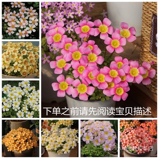 【现货球根】链接3 秋植酢浆草球根 obtusa系列多花花期长