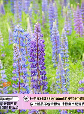 【种子】多年生 宿根多叶羽扇豆 鲁冰花  蓝紫色系 5粒