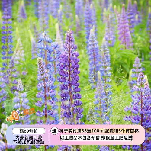 【种子】多年生 宿根多叶羽扇豆 鲁冰花  蓝紫色系 5粒