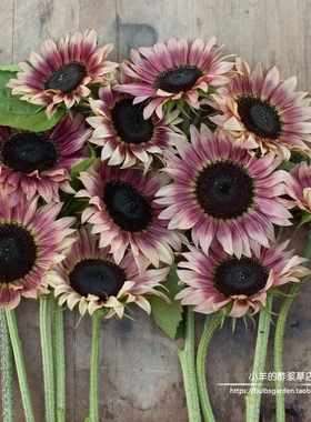 【种子】进口种子 夏季耐热 向日葵红宝石  Ruby Eclipse 5粒