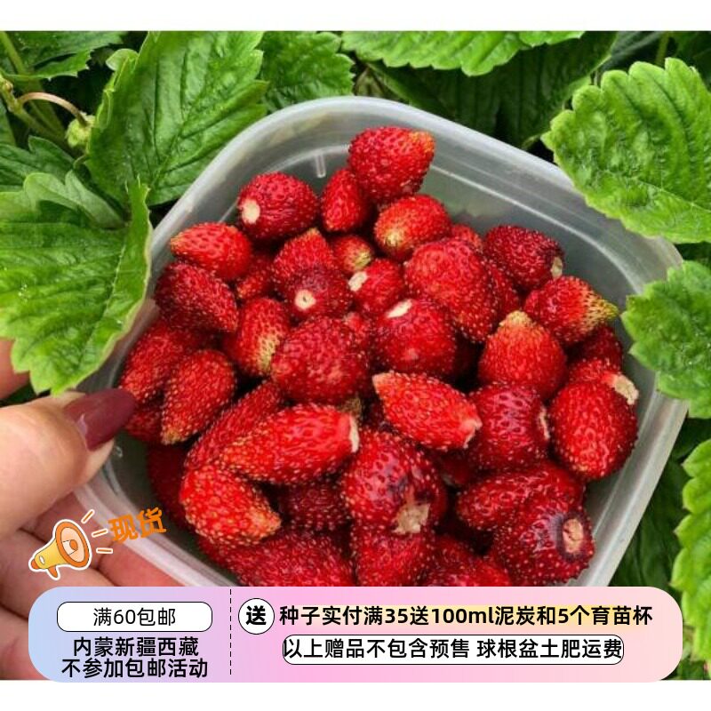 【种子】多年生 盆栽型  甜蜜芳香  高山草莓 男爵&middot;索勒马赫10粒