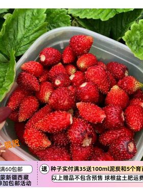 疯狂的小羊高山草莓男爵