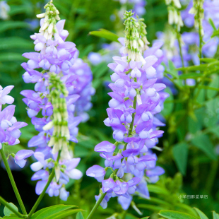 【种子】多年生 花朵繁茂 花期长 山羊豆 法国紫丁香 5粒