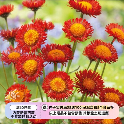 【种子】多年生 橙色雏菊 橙花飞蓬菊 5粒
