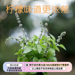 【种子】香草比普通柠檬罗勒更浓郁 --伯恩斯夫人的柠檬罗勒 20粒