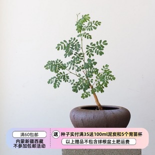 【种子】多年生 ins风 盆景金合欢 黑刺猴儿 3粒