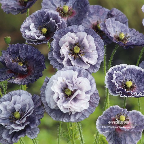 一年生雪莉虞美人惊叹灰色种子