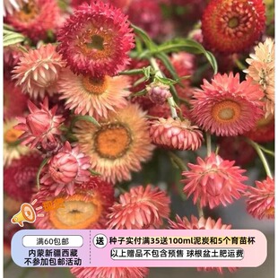 【种子】 新花色 不凋花 蜡菊 特大号玫瑰覆盆子 10粒