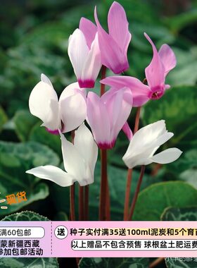 【种子】多年生 原生种野生仙客来 波斯仙客来 5粒