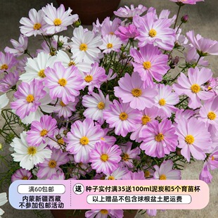 【种子】进口种子夏季耐热 矮生盆栽波斯菊 情歌 多色可选10粒