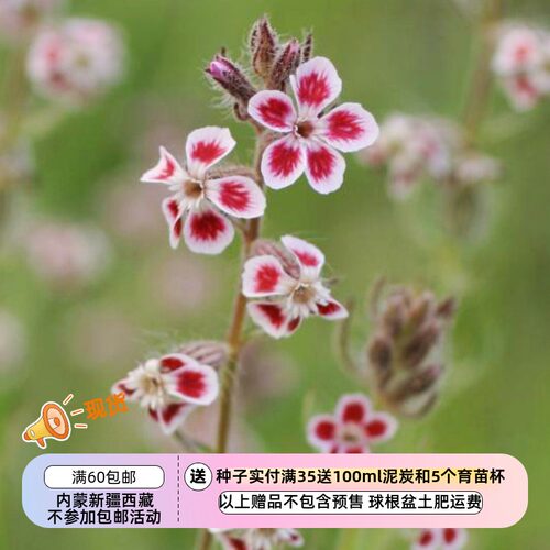 疯狂的小羊斑点蝇子草