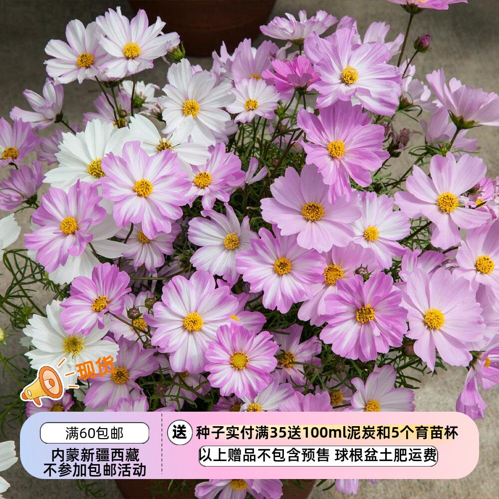 一年生夏季耐热盆栽多色波斯菊图片