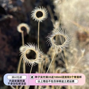 【种子】多年生 禾本科 格兰马草 睫毛草 10粒