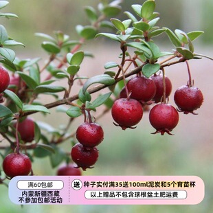 【种子】小型常绿灌木 智利番石榴 草莓香桃木5粒