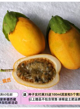 疯狂的小羊冲绳水柠檬