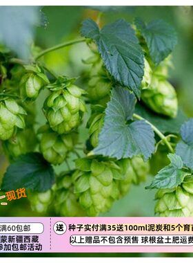 多年生藤蔓植物忽布花啤酒花