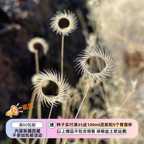 【种子】多年生 禾本科 格兰马草 睫毛草 10粒