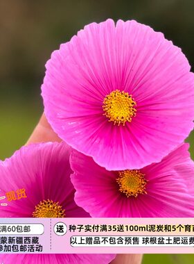 【种子】夏季耐热 纸杯蛋糕家族新成员 翻糖纸杯蛋糕 5粒