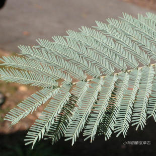 【种子】多年生 可以观赏的盆栽树 圣诞金合欢 5粒
