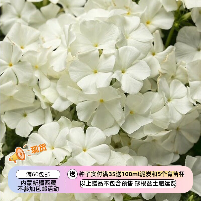 【种子】一年生 香花 切花型 大花福禄考   奶油白色  10粒