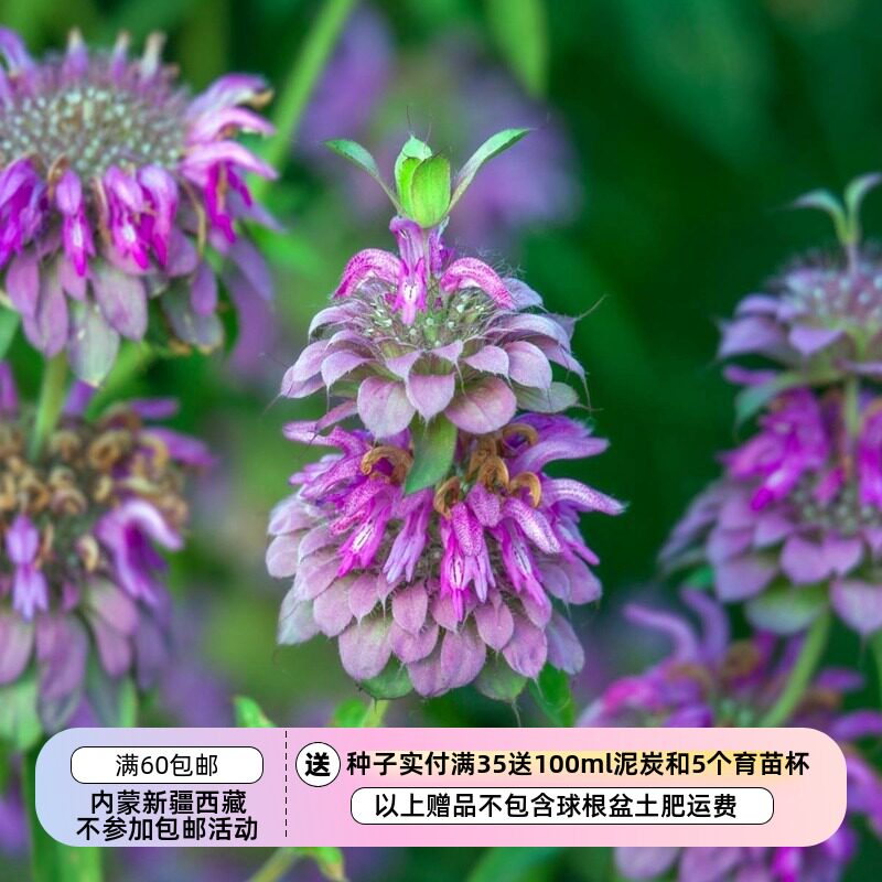 【种子】香草 可食用 美国薄荷 佛手柑柠檬薄荷 10粒