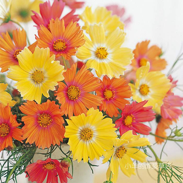 疯狂的小羊夏季耐热波斯菊新花色