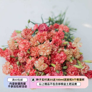 【种子】石竹科 有香味儿 重瓣切花型康乃馨 橙色果子露 10粒