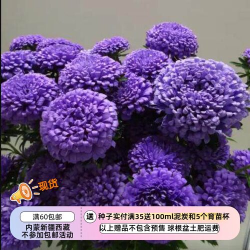 小羊的酢浆草店翠菊EX亮蓝色